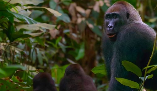 10 DAYS WILD CONGO & LOWLAND GORILLAS