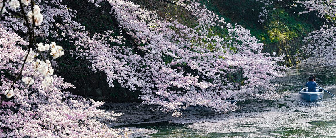 Luxury Travel in Tibet During Spring: Experiencing the Plateau in Comfort Person rowing a small blue boat down a river beneath overhanging cherry blossoms.