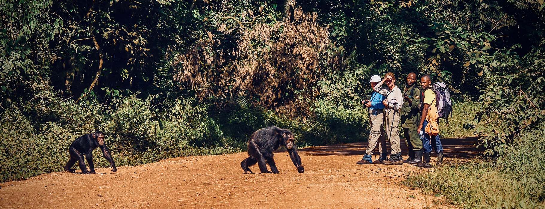 8 DAYS UGANDA CHIMPS & GORILLAS SAFARI