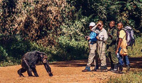 8 DAYS UGANDA GORILLA & CHIMPANZEE SAFARI