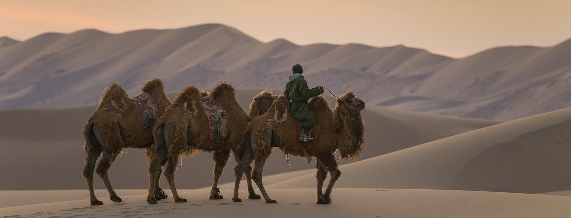 Riding camels at Mongolia