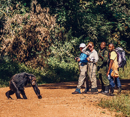 Kibale NP