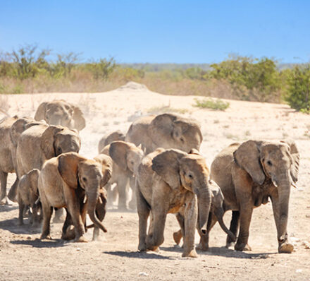 Skeleton Coast / Etosha