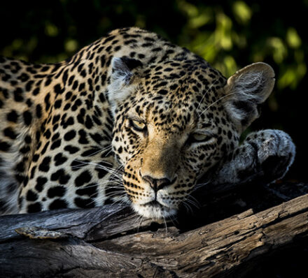 Linyati / Okavango Delta