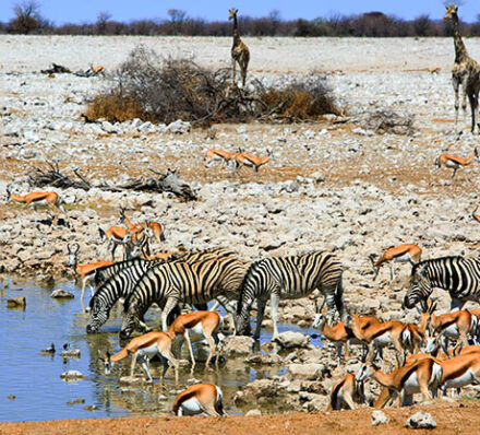 Etosha