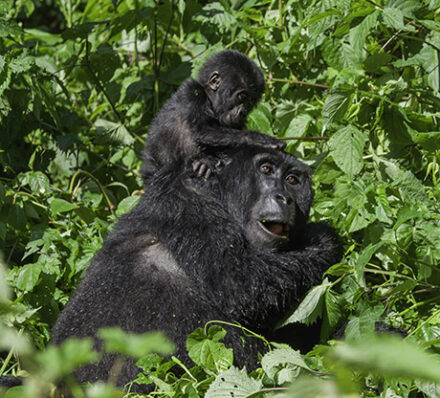 Bwindi NP