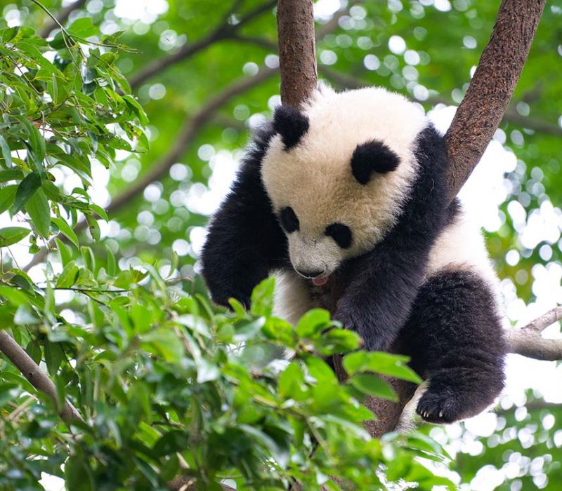 Sichuan, Yunnan & Guizhou