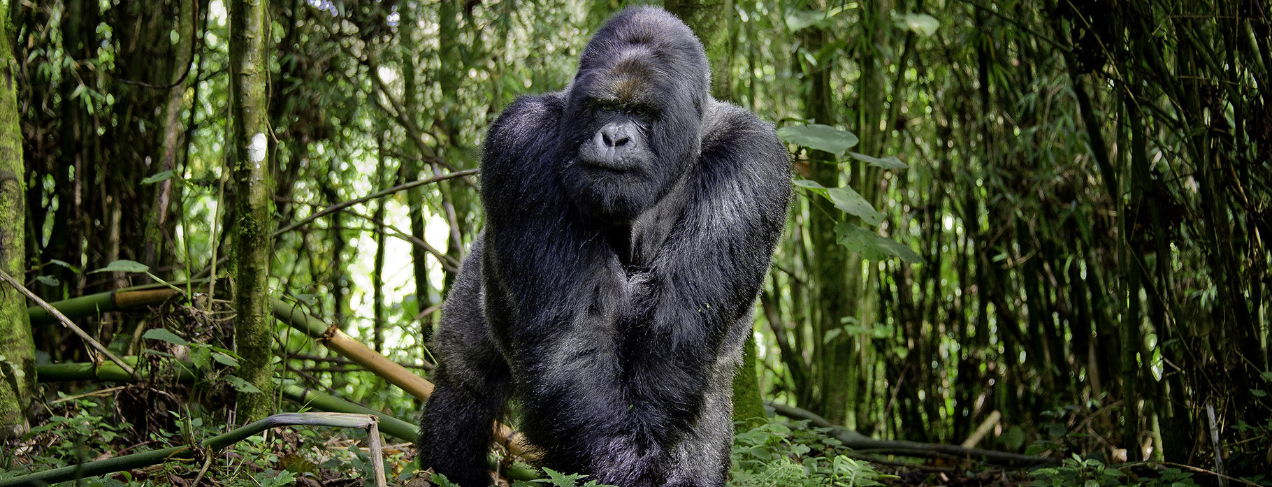 INTO THE GORILLA KINGDOM OF RWANDA