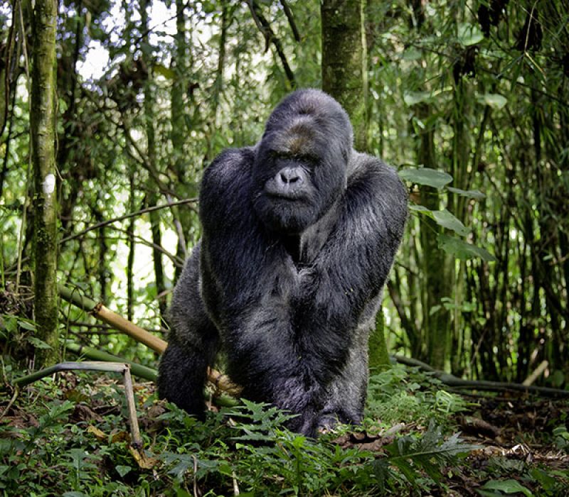 6 DAYS INTO THE GORILLA KINGDOM OF RWANDA
