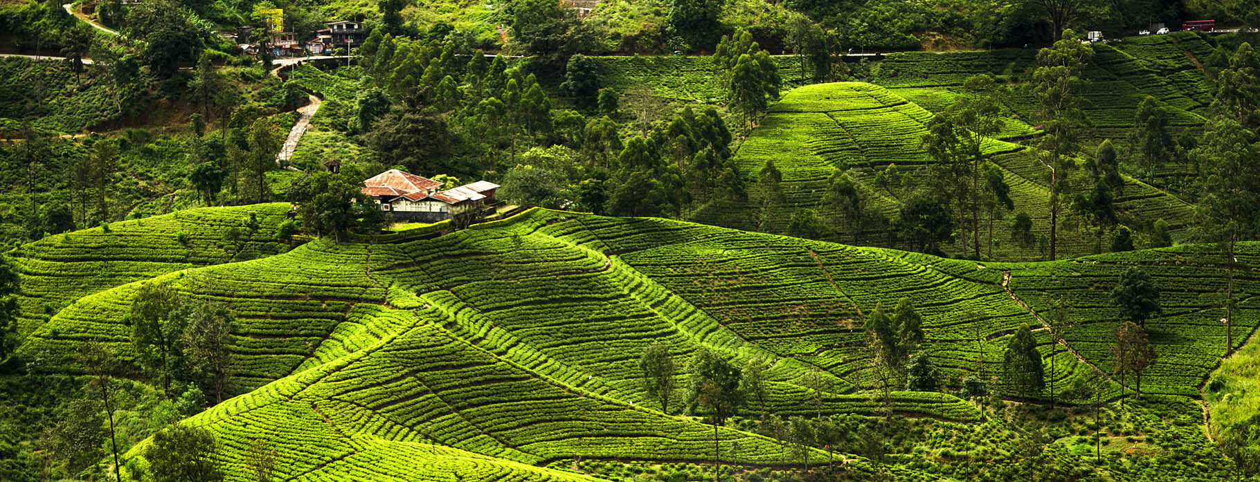 8 DAYS TIMELESS SRI LANKA