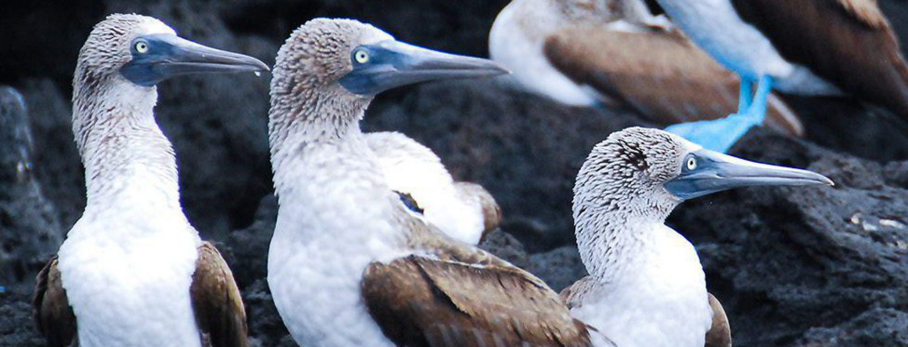 9 DAYS GALAPAGOS LUXURY CRUISE