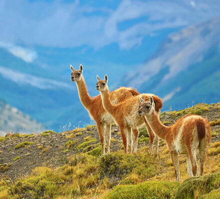 Torres Del Paine / Departure From Santiago