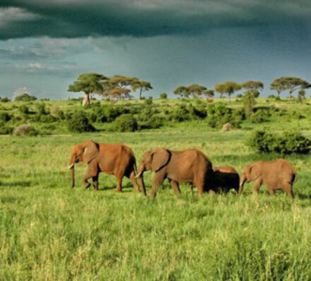 Arusha / Tarangire