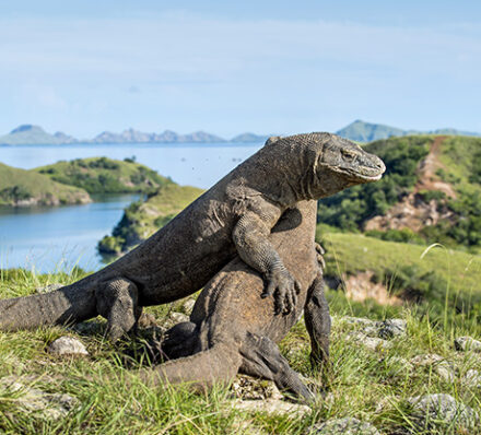 Labuan Bajo / Padar Island / Rinca Island / Labuan Bajo