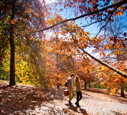 Adelaide Hills