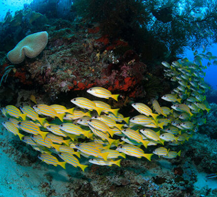 ARRIVAL IN RAJA AMPAT