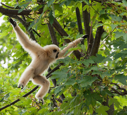 Phnom Penh / Cardamom National Park