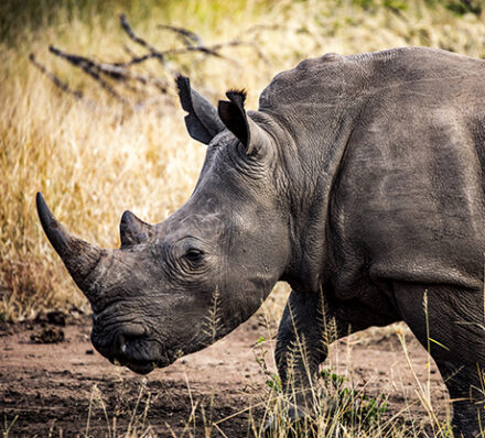 Kruger / George / Oudtshoorn