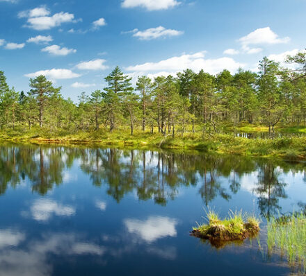 Tallinn / Lahemaa National Park / Tartu