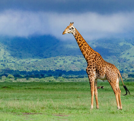 Akagera NP