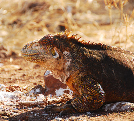 Quito / Cruising Galapagos Island