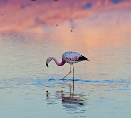 Atacama