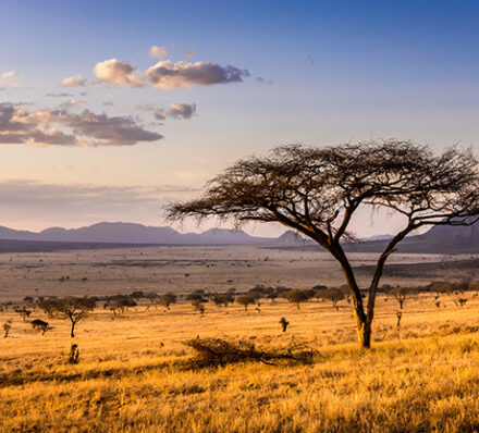 Meru / Laikipia