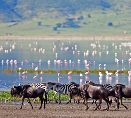 Tarangire / Ngorongoro