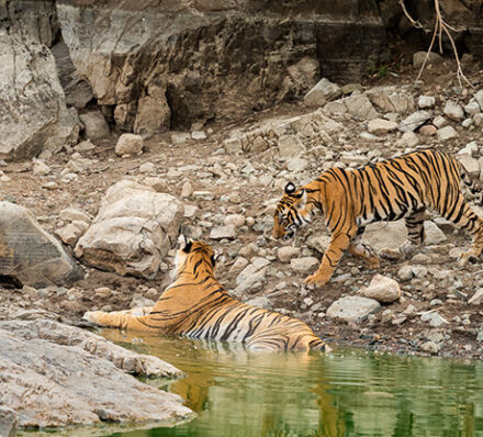 Ranthambore / Fatehpur Sikri