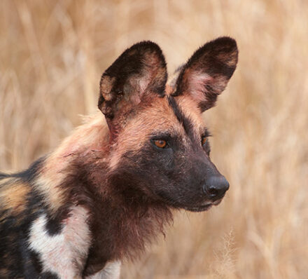 Laikipia