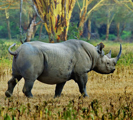 Ngorongoro