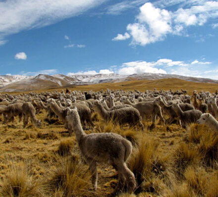 Colca Canyon / Puno or Lake Titicaca (Altitude Range 3650 – 4540m)