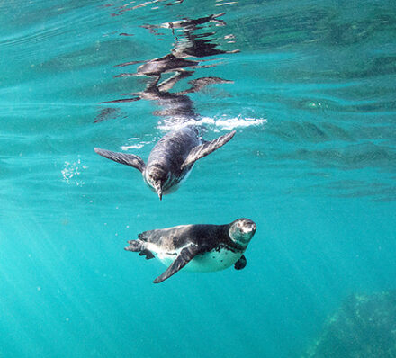 Cruising Galapagos Island