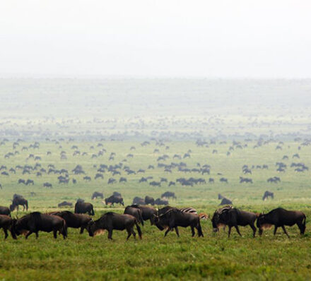 Serengeti