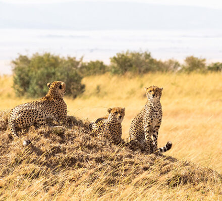 Maasai Mara