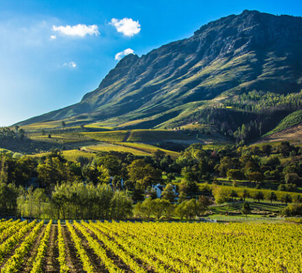 Whale Coast / Winelands