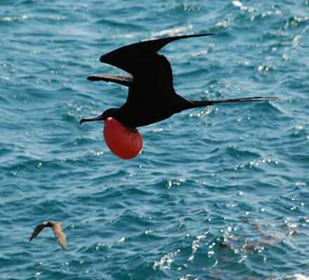 Cruising Galapagos Island