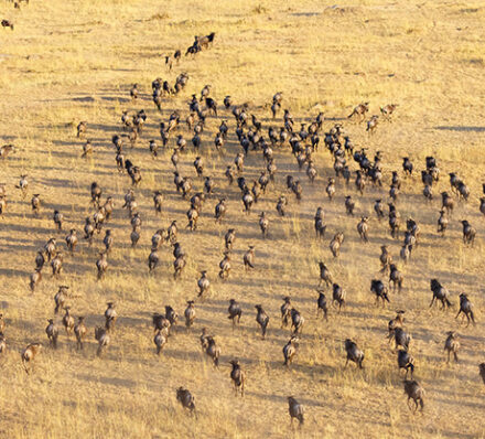 Maasai Mara / Departure from Nairobi