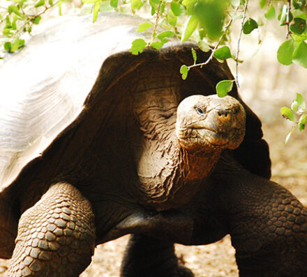 Cruising Galapagos Island