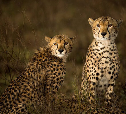 Serengeti / Departure from Arusha