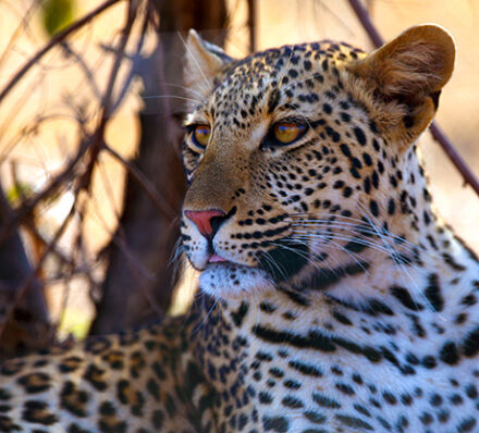 Akagera National Park