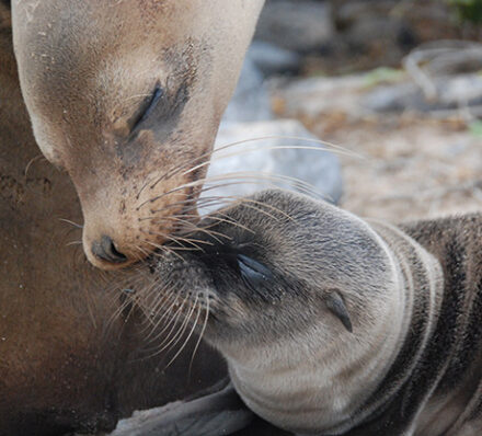 Galapagos Island / Departure From Guayaquil