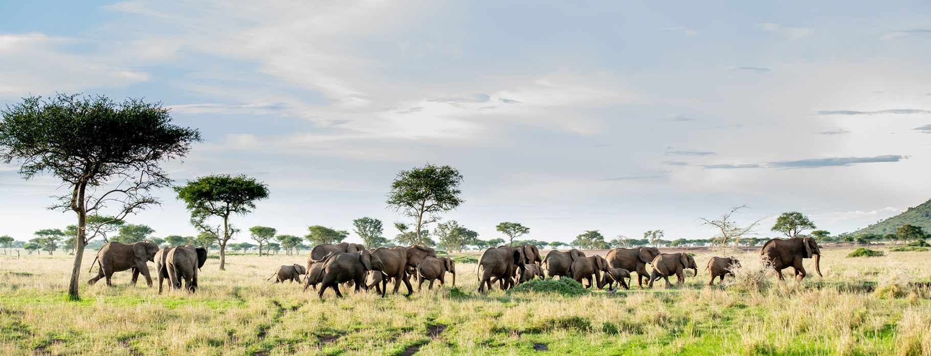 9 DAYS TANZANIA MIGRATION SAFARI 