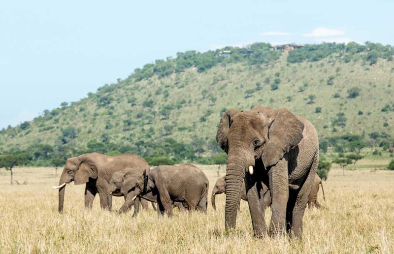 Safari with Confidence: Singita