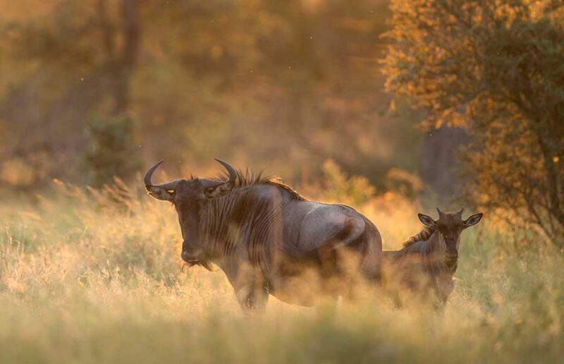 Safari with Confidence: Wilderness Safaris