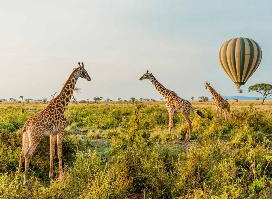 Wildlife Safari