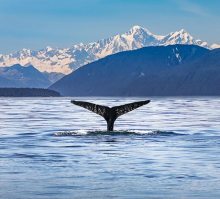 Seward - Kenai Fjords National Park 