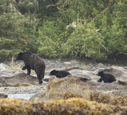 Great Bear Rain Forest / Port Hardy