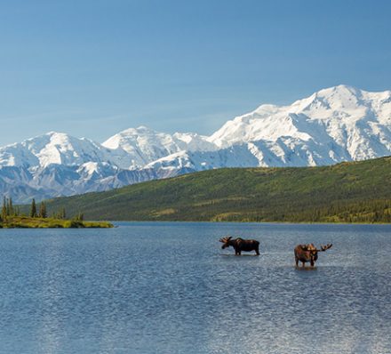 Denali National Park