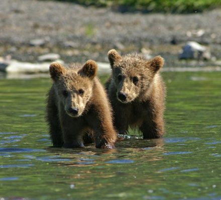 The Kenai Peninsula or South Central Alaska